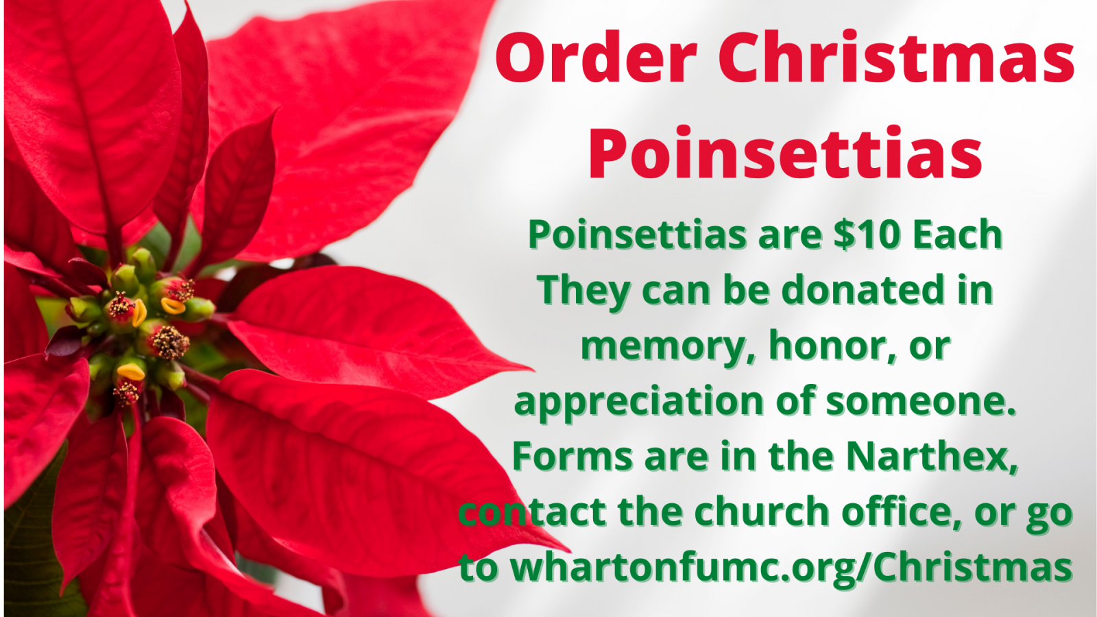 Order Christmas Poinsettias